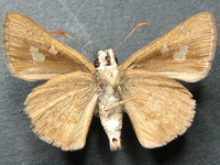 Adult Female Under of Dingy Grass-skipper - Toxidia peron